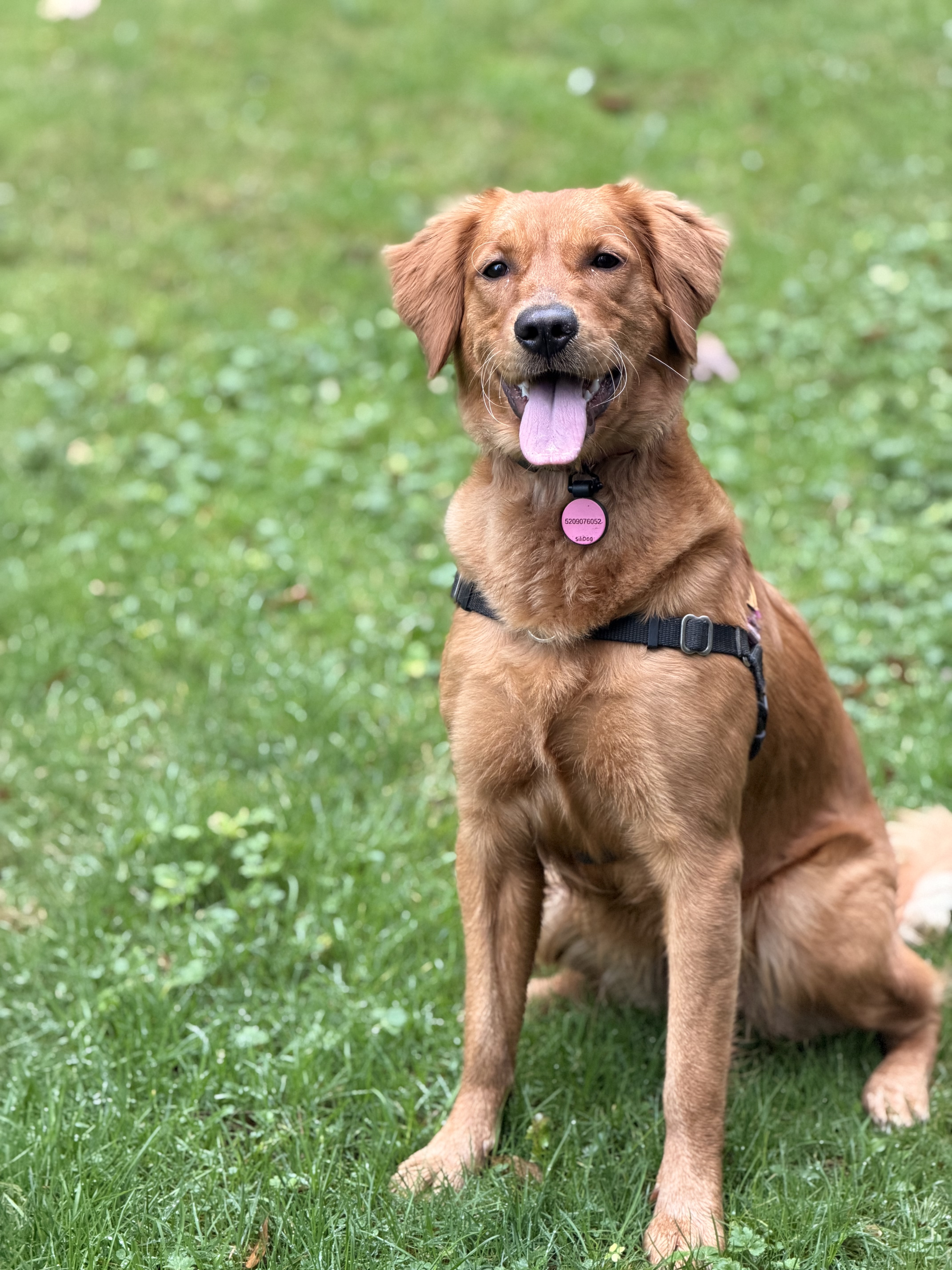 Original dog photo